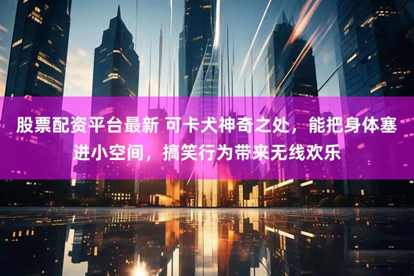 股票配资平台最新 可卡犬神奇之处，能把身体塞进小空间，搞笑行为带来无线欢乐