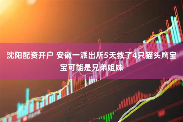 沈阳配资开户 安徽一派出所5天救了4只猫头鹰宝宝可能是兄弟姐妹