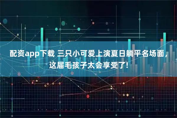 配资app下载 三只小可爱上演夏日躺平名场面，这届毛孩子太会享受了!