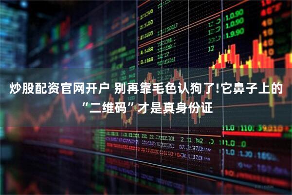 炒股配资官网开户 别再靠毛色认狗了!它鼻子上的“二维码”才是真身份证